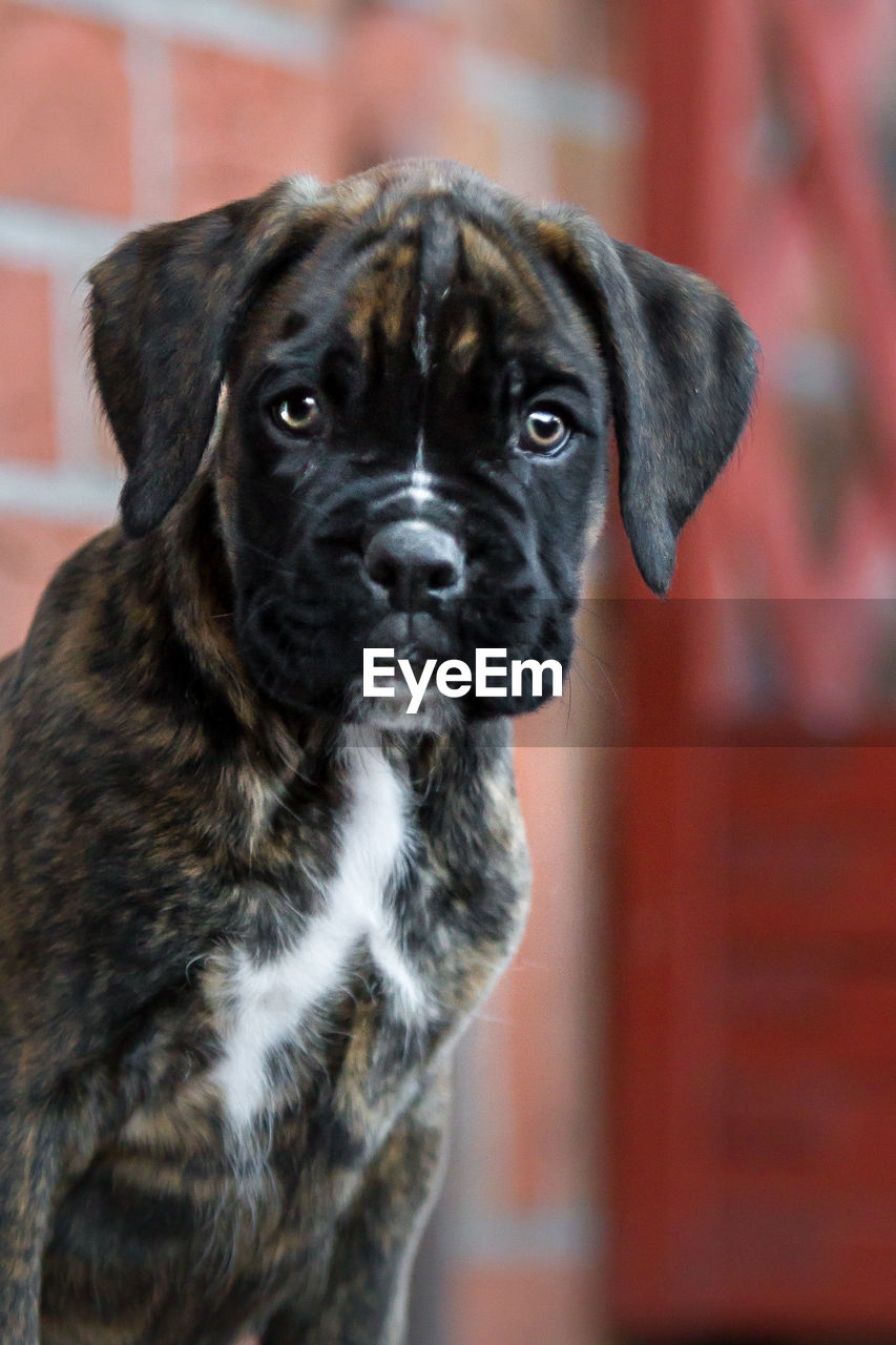 CLOSE-UP PORTRAIT OF DOG LOOKING AT CAMERA