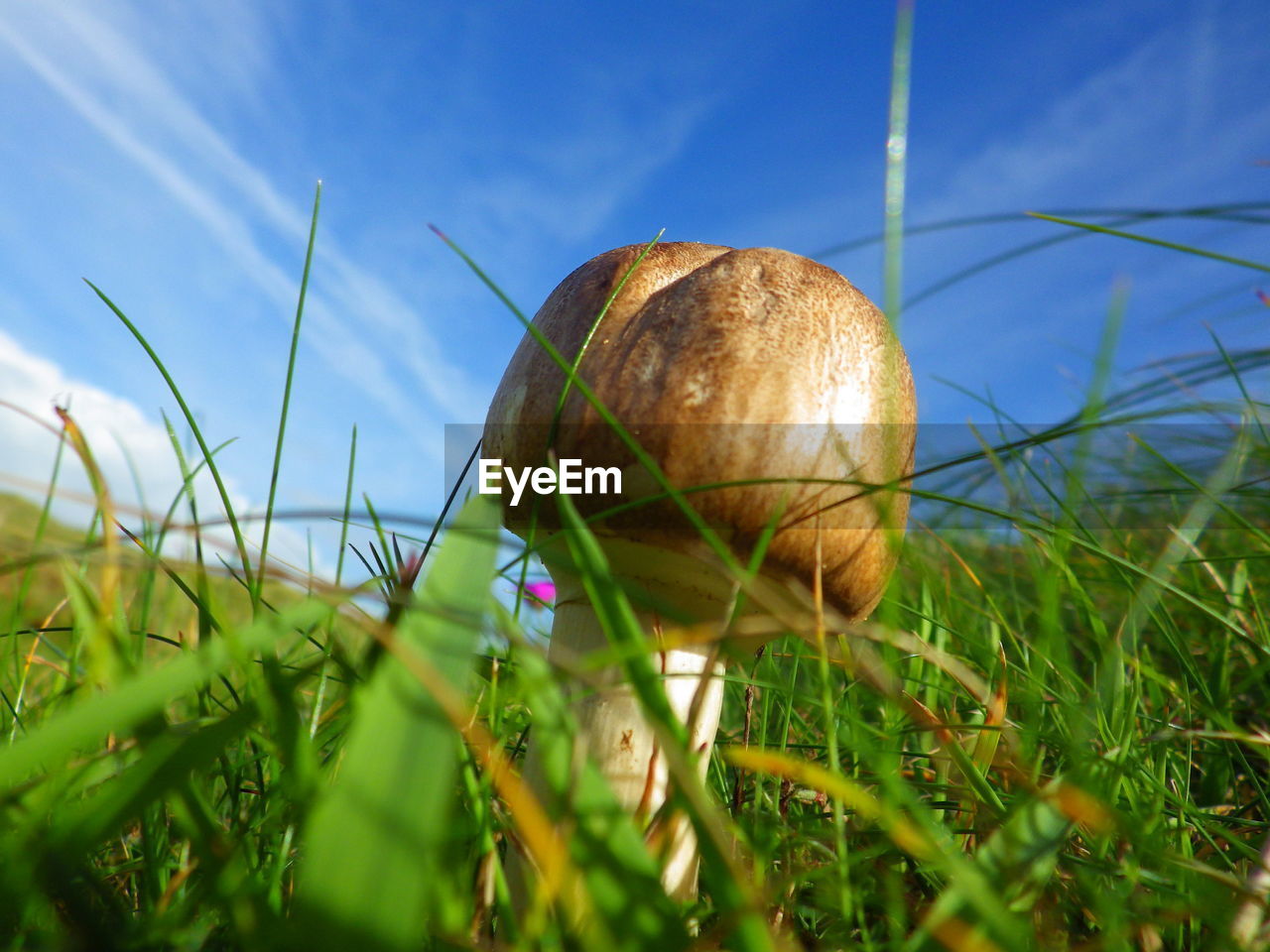 CLOSE-UP OF CROPS ON FIELD AGAINST SKY