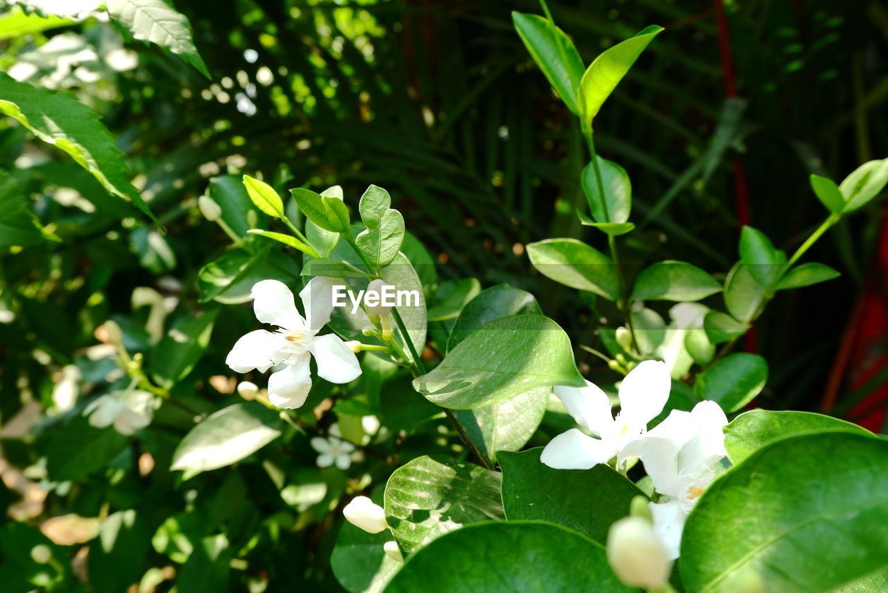 Close-up of white flowering plant