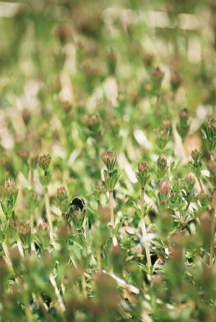 CLOSE-UP OF FLOWERS IN GRASS