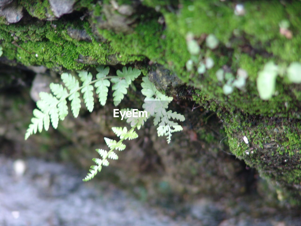 Close-up of leaves on plant