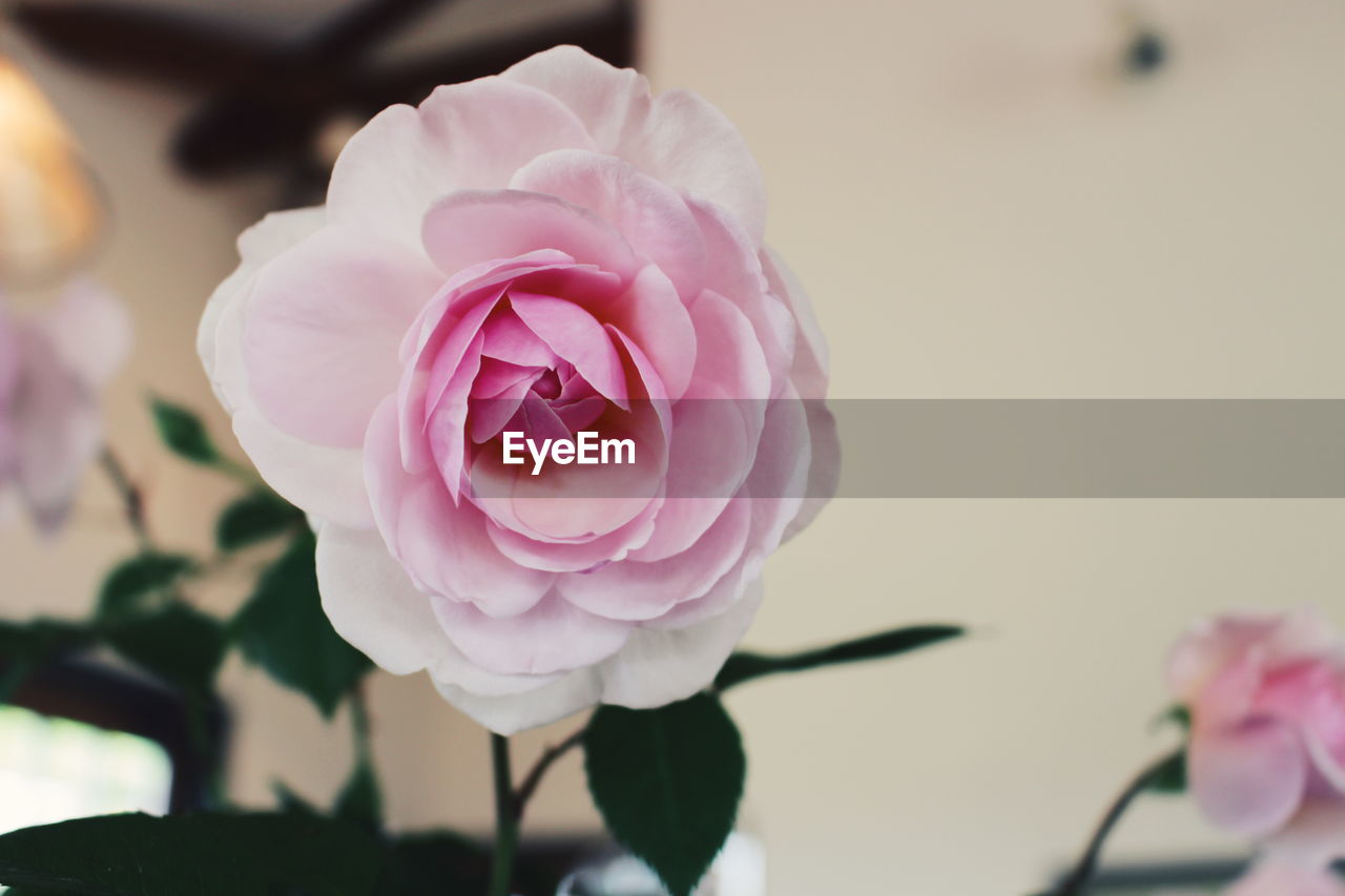 Close-up of pink rose