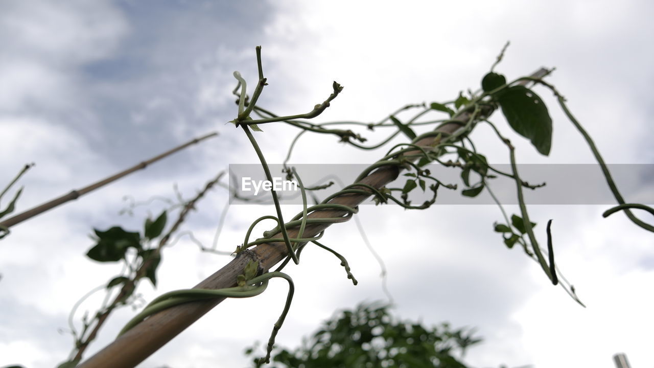 Low angle view of plant against sky