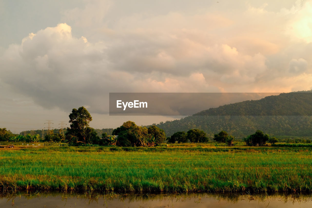 Scenic view of field against sky