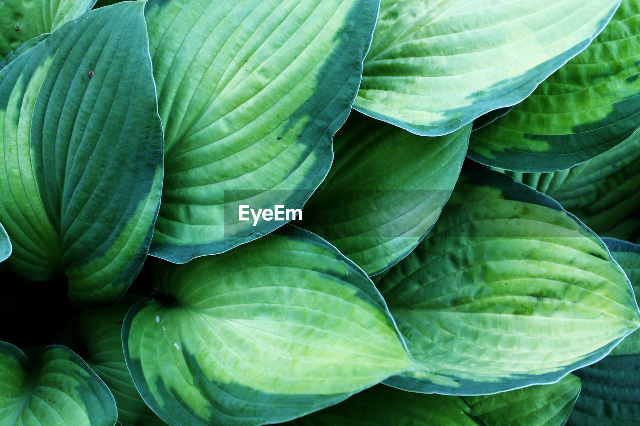 CLOSE-UP OF GREEN LEAVES