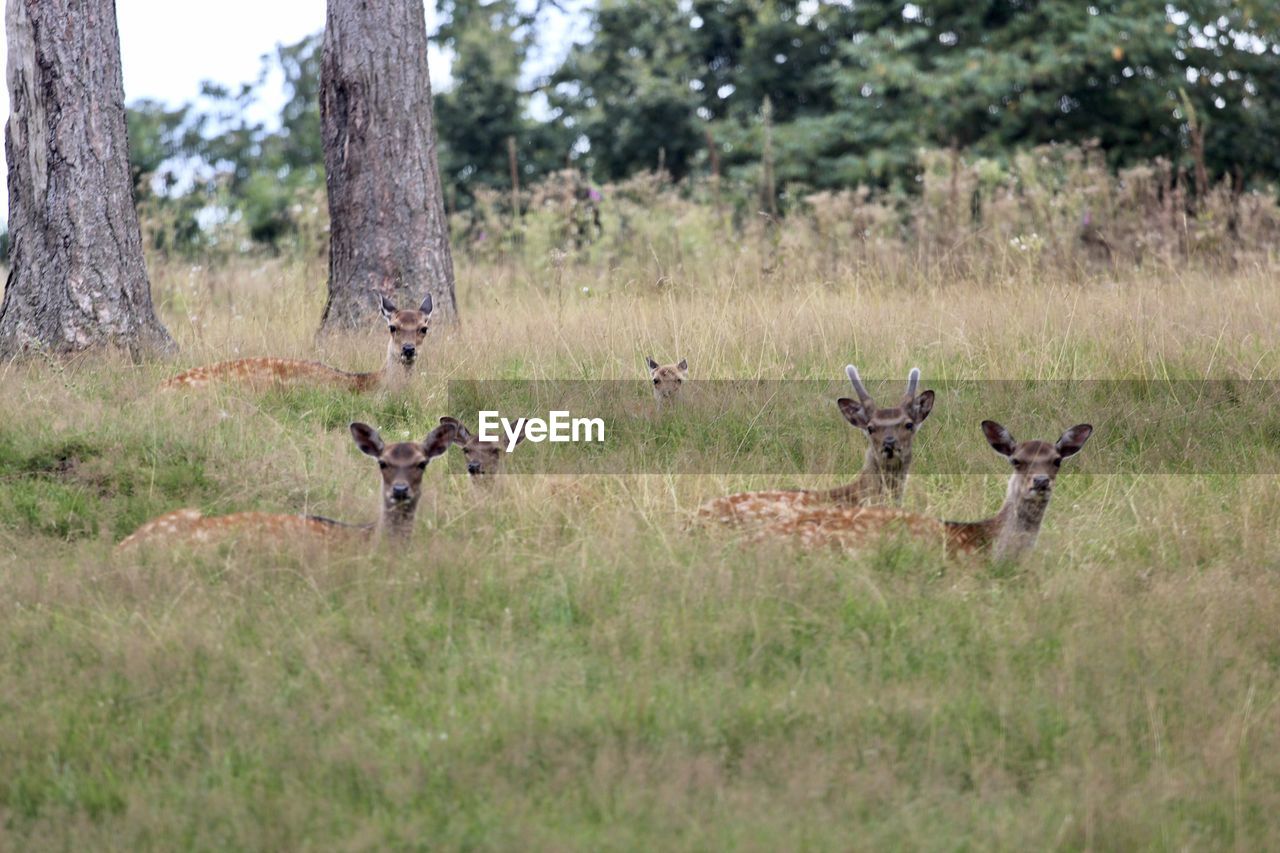 VIEW OF DEER IN THE FOREST
