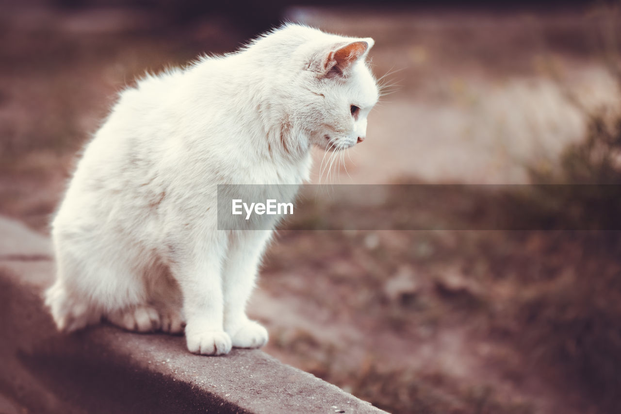 Close-up of a cat looking away