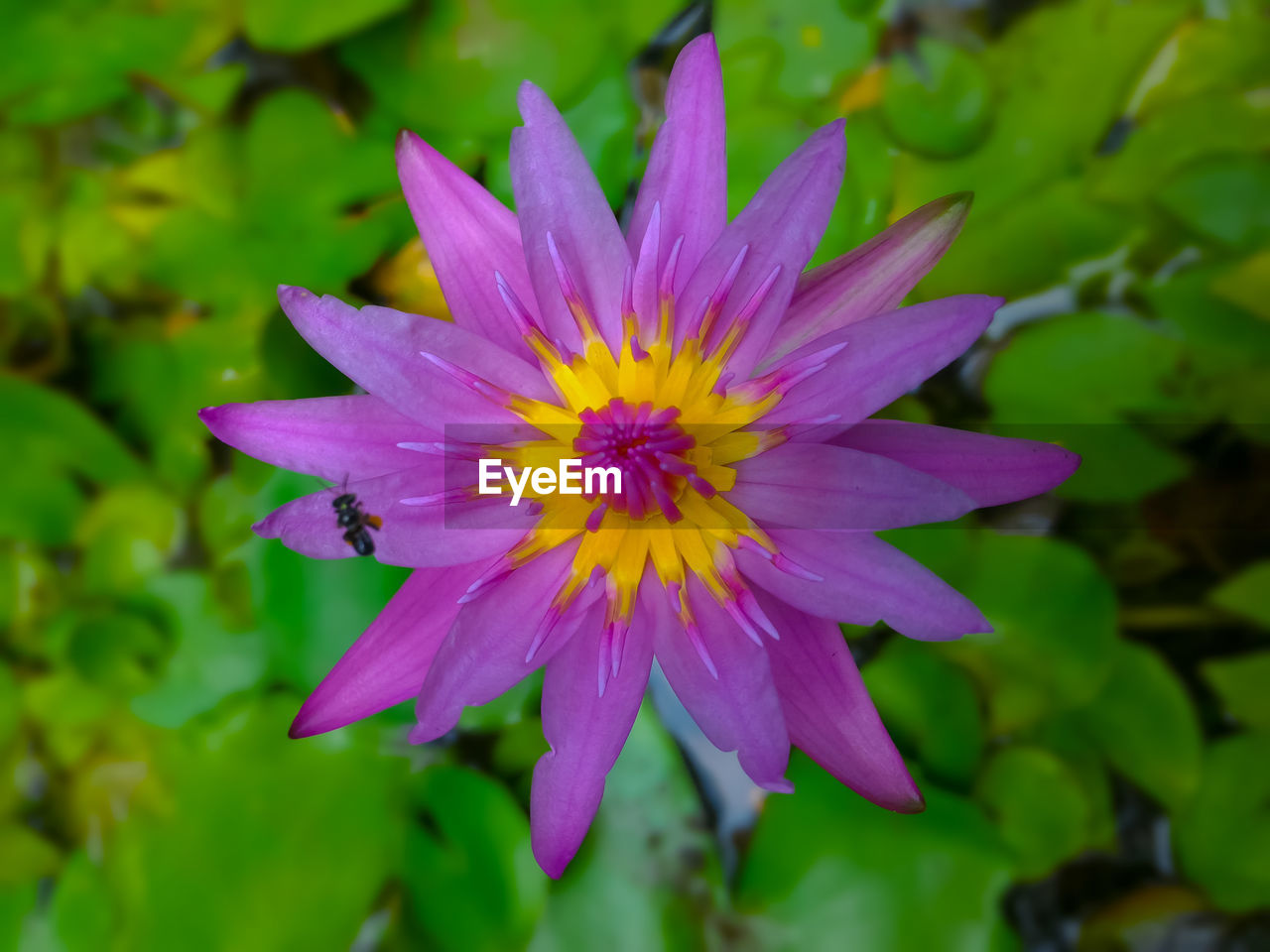 CLOSE-UP OF PINK AND PURPLE FLOWER IN BLOOM