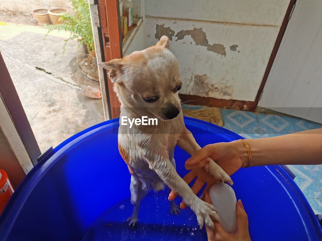 PORTRAIT OF A DOG WITH HAND