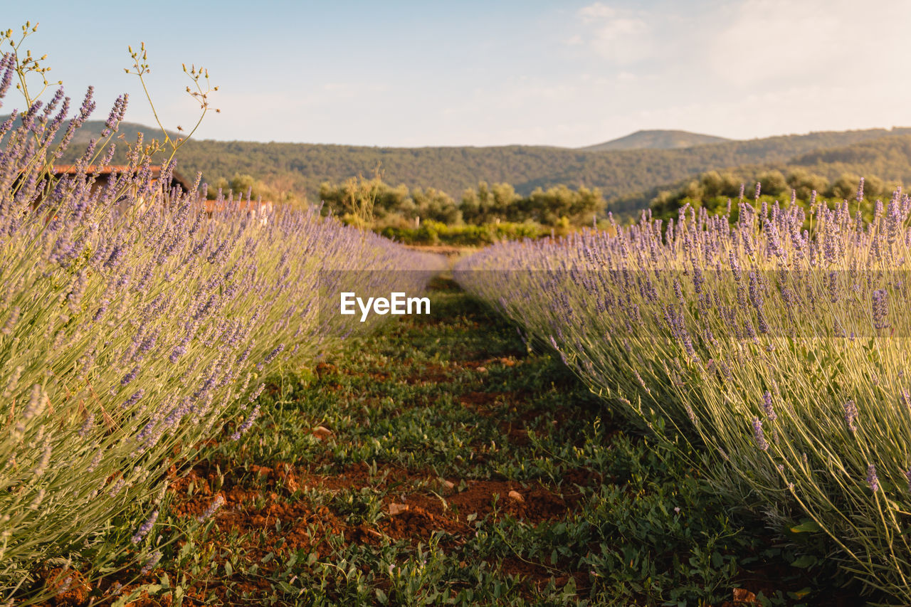 Low angle of vibrant lavender bushes blooming on a farm in croatia.