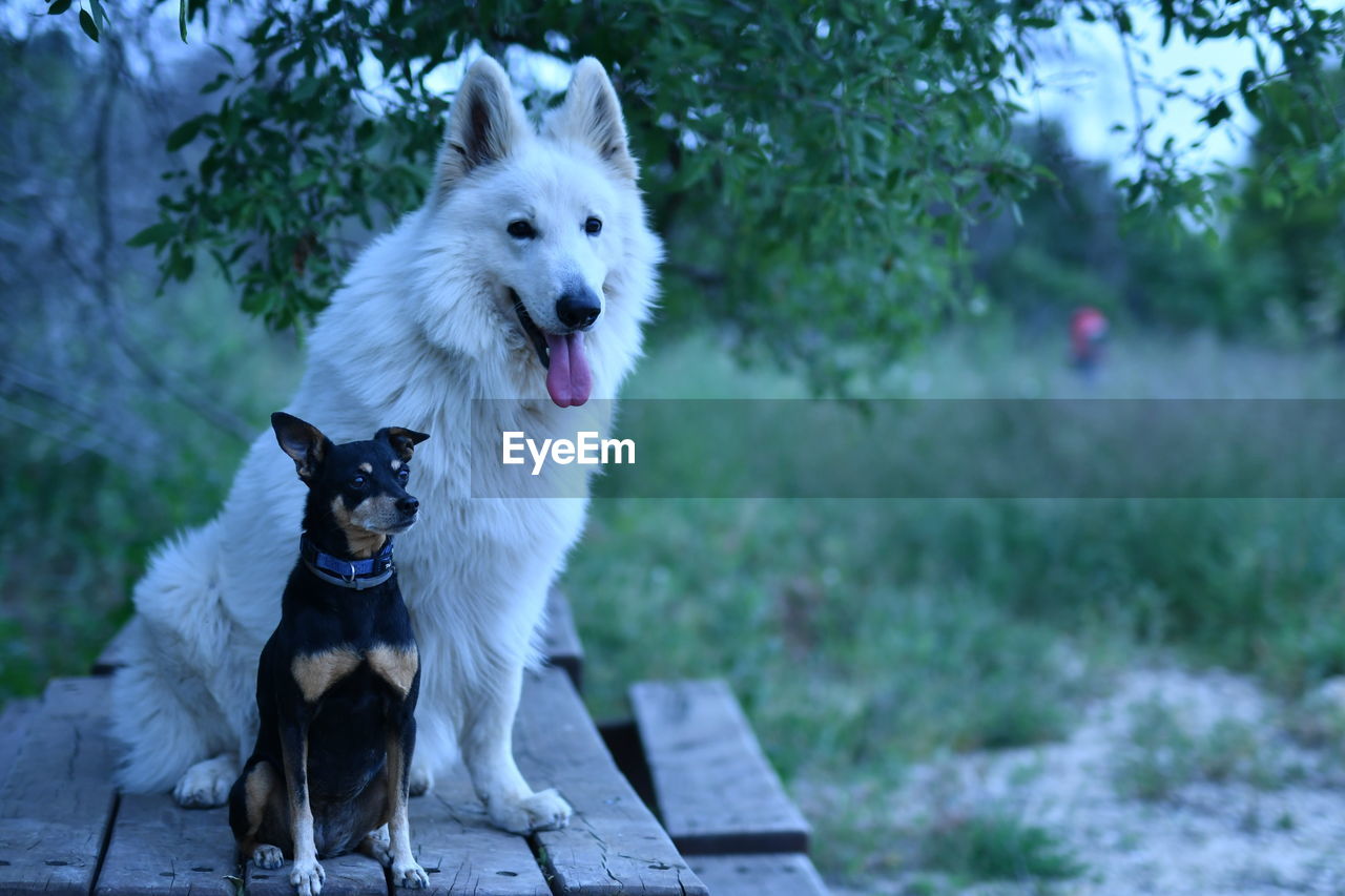 Unlikely friendship between man's best friends 