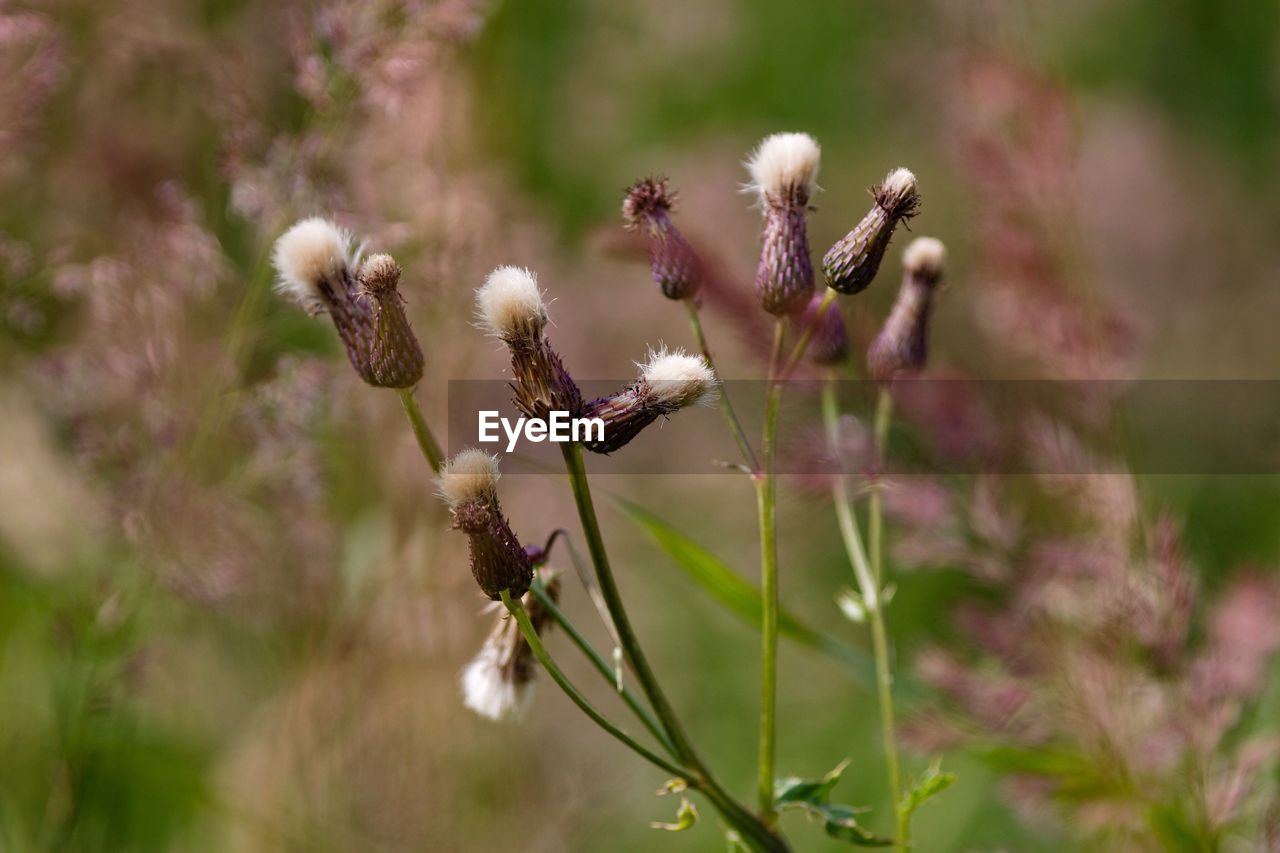 Close-up of flower