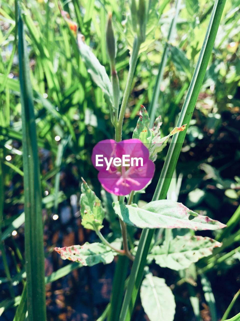 CLOSE-UP OF PINK FLOWER ON FIELD