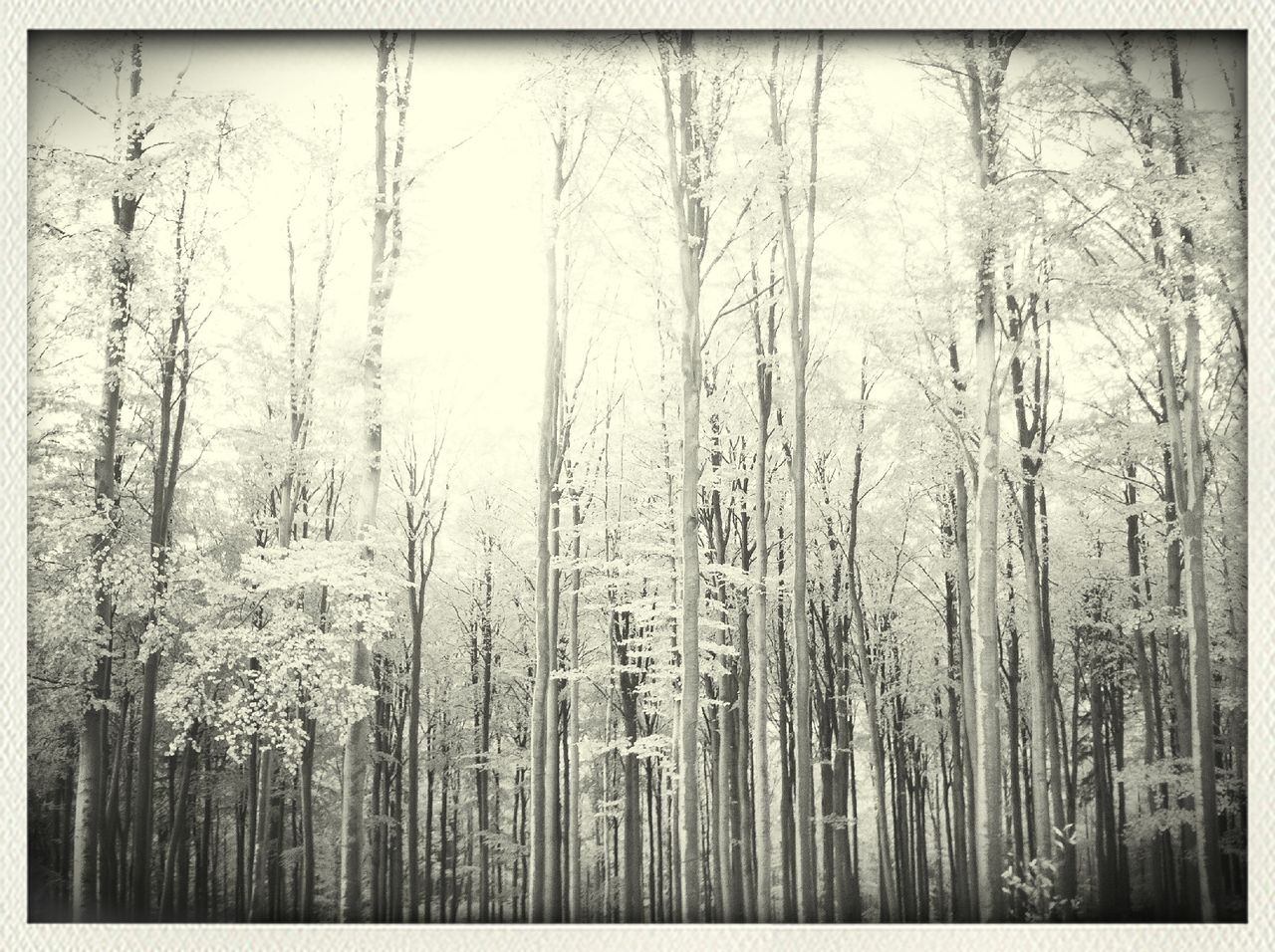 VIEW OF TREES IN FOREST