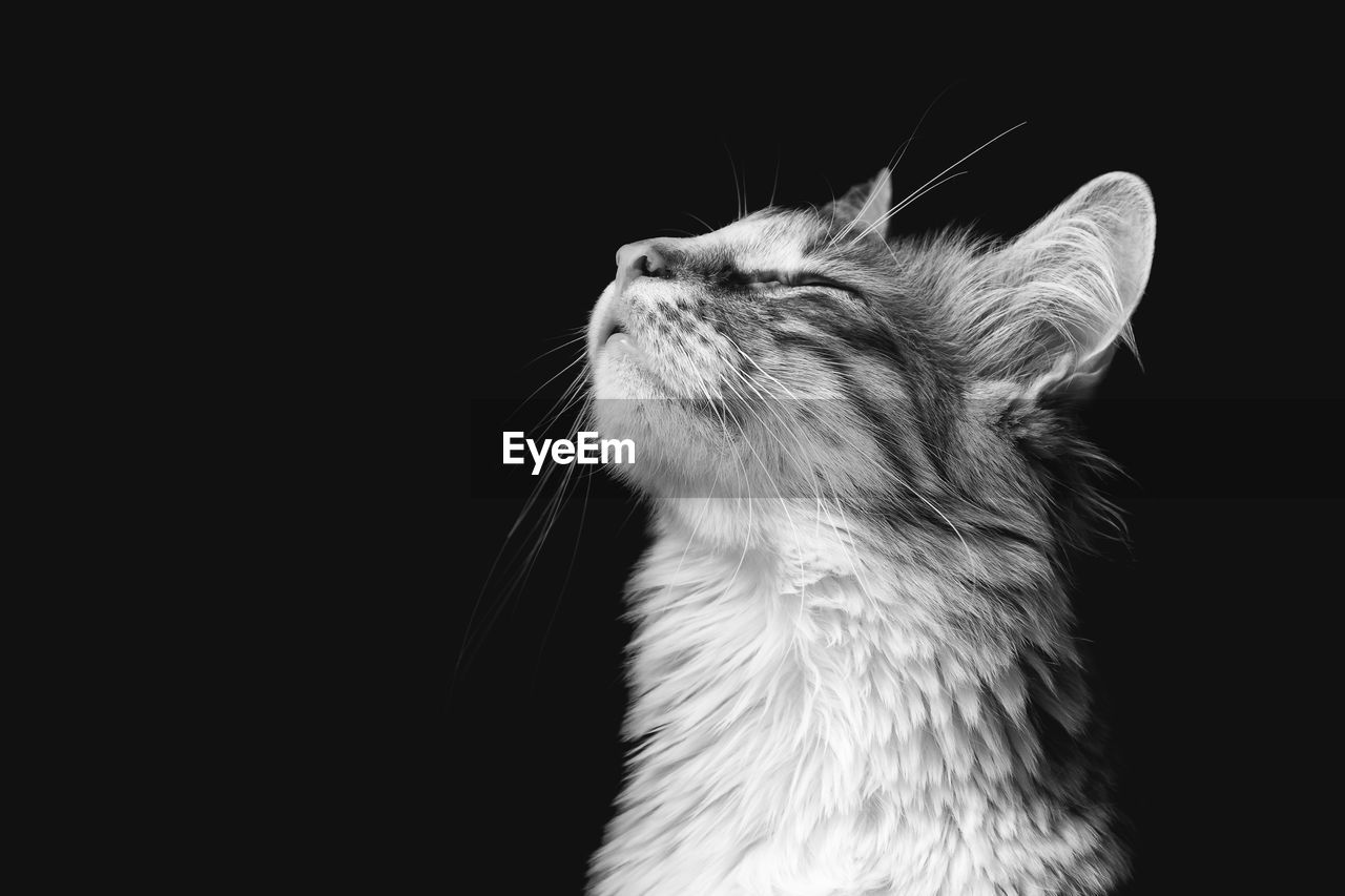 CLOSE-UP OF A CAT LOOKING UP