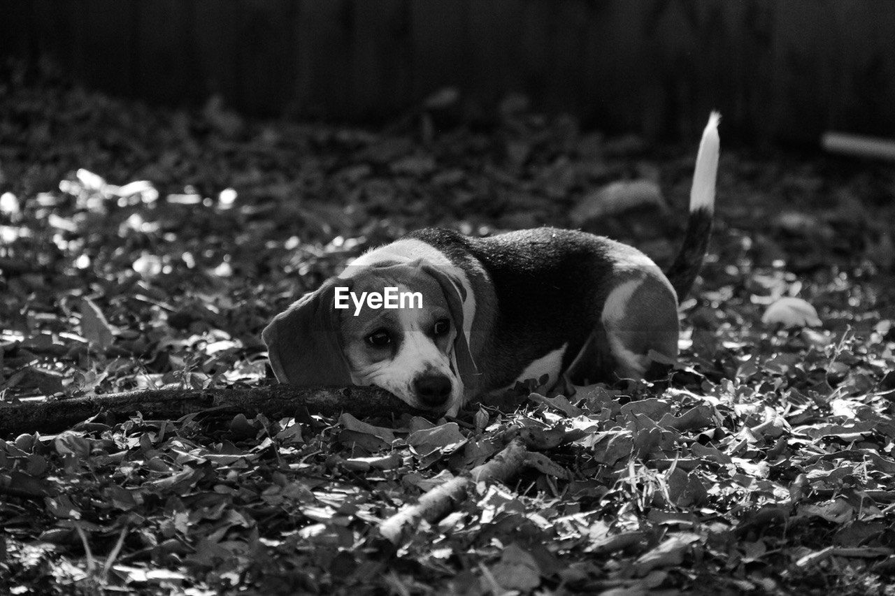 PORTRAIT OF DOG LYING DOWN ON LAND