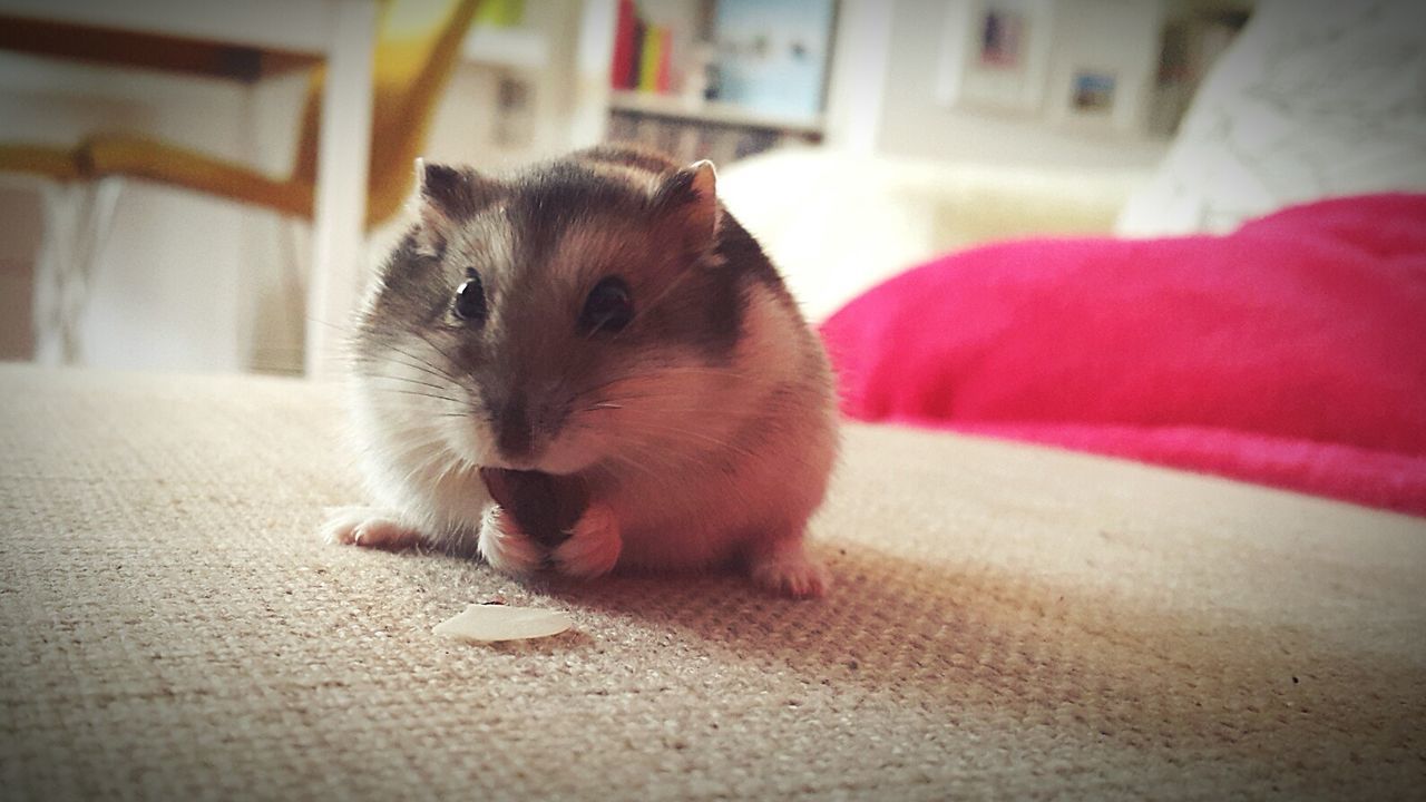 Hamster on bed at home