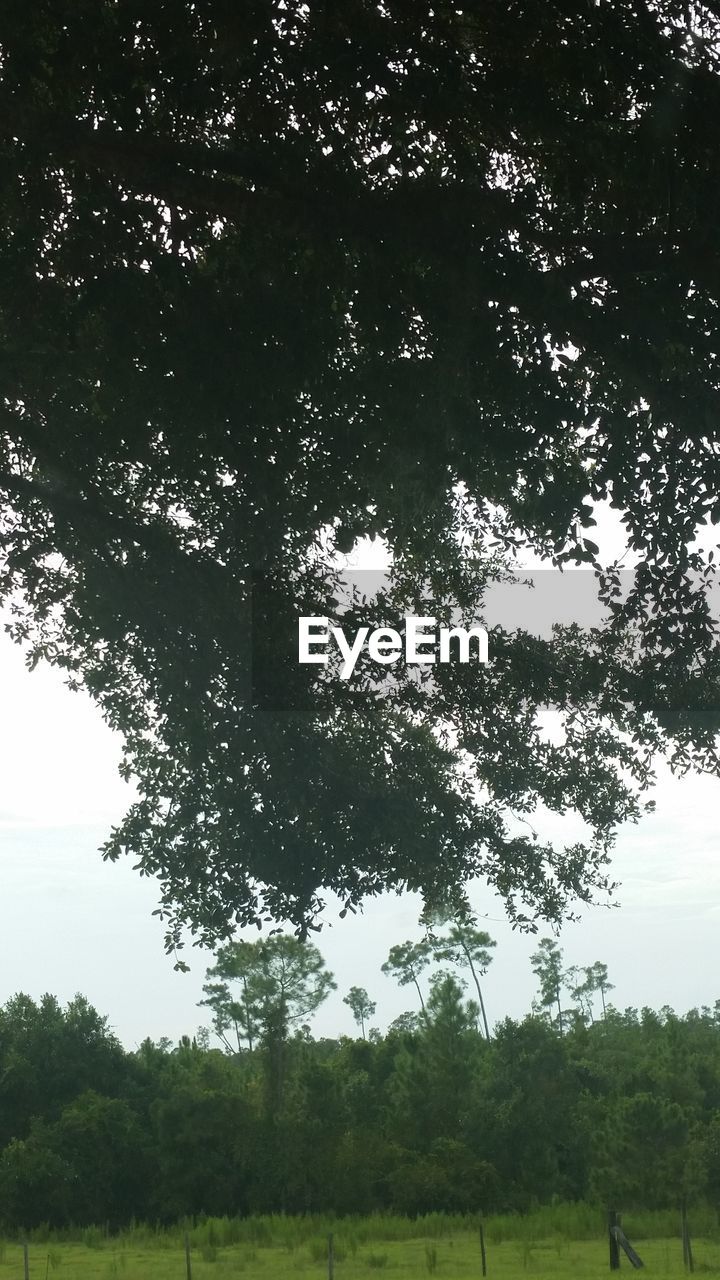 TREE ON FIELD AGAINST SKY