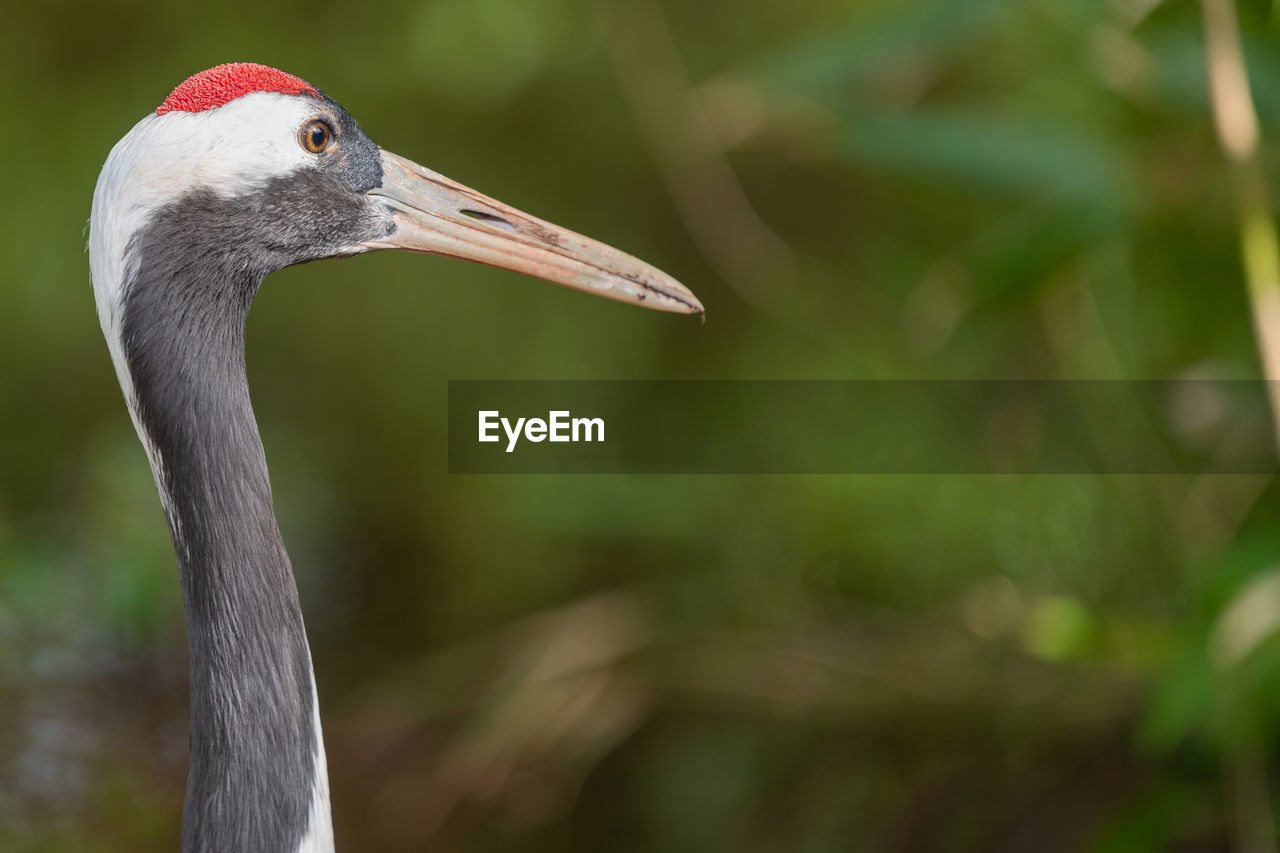 Head shot of a red crowned crane in a zoo