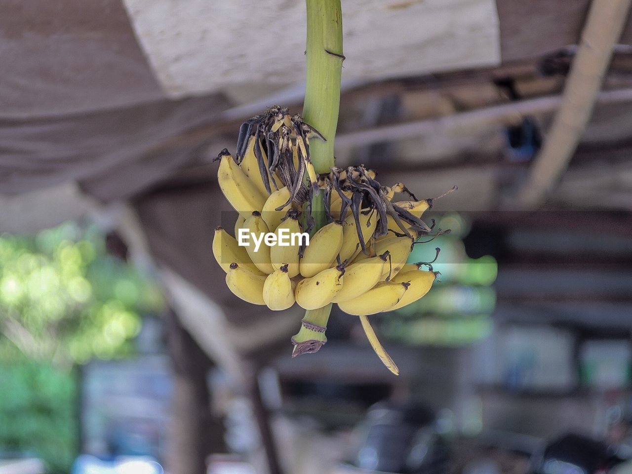 Close-up of yellow flowering plant