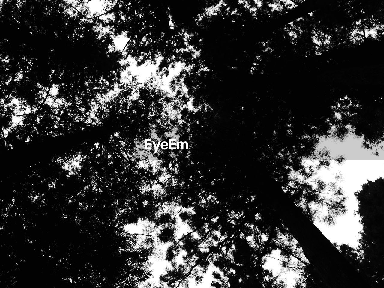 LOW ANGLE VIEW OF SILHOUETTE TREES IN FOREST