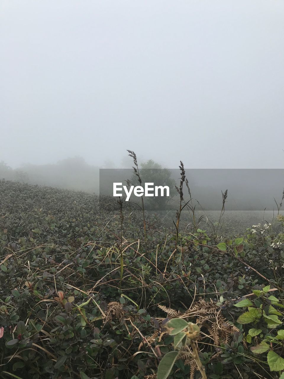 PLANTS GROWING ON LAND