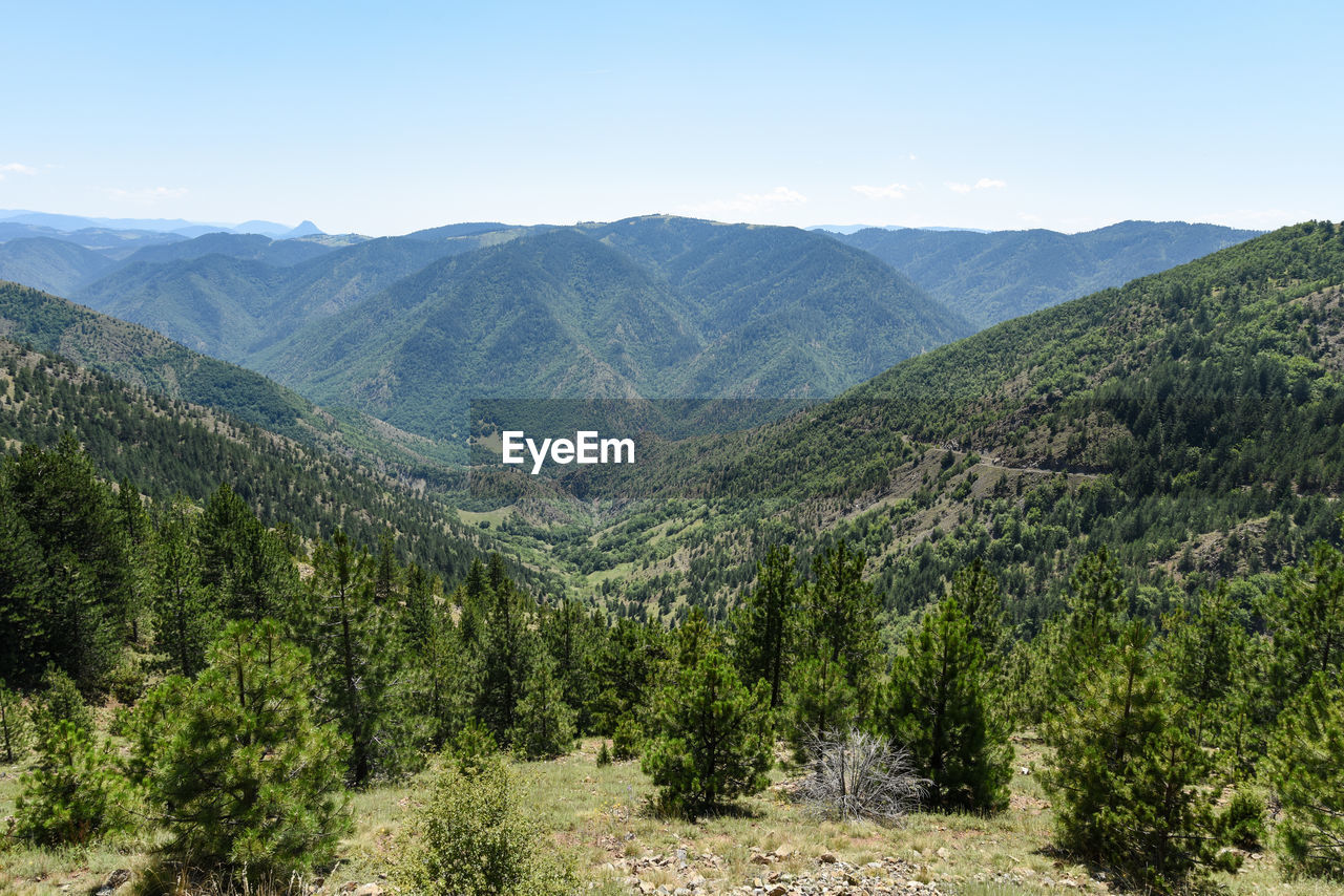 Scenic view of pine trees and mountains against sky