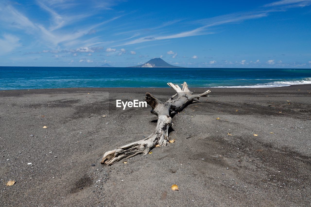 Driftwood on beach