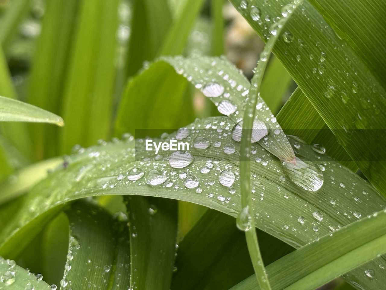 water, leaf, drop, plant part, wet, plant, green, nature, dew, moisture, grass, close-up, beauty in nature, rain, plant stem, growth, macro photography, no people, freshness, flower, blade of grass, outdoors, environment, tropical climate, day, fragility, focus on foreground, raindrop, lawn