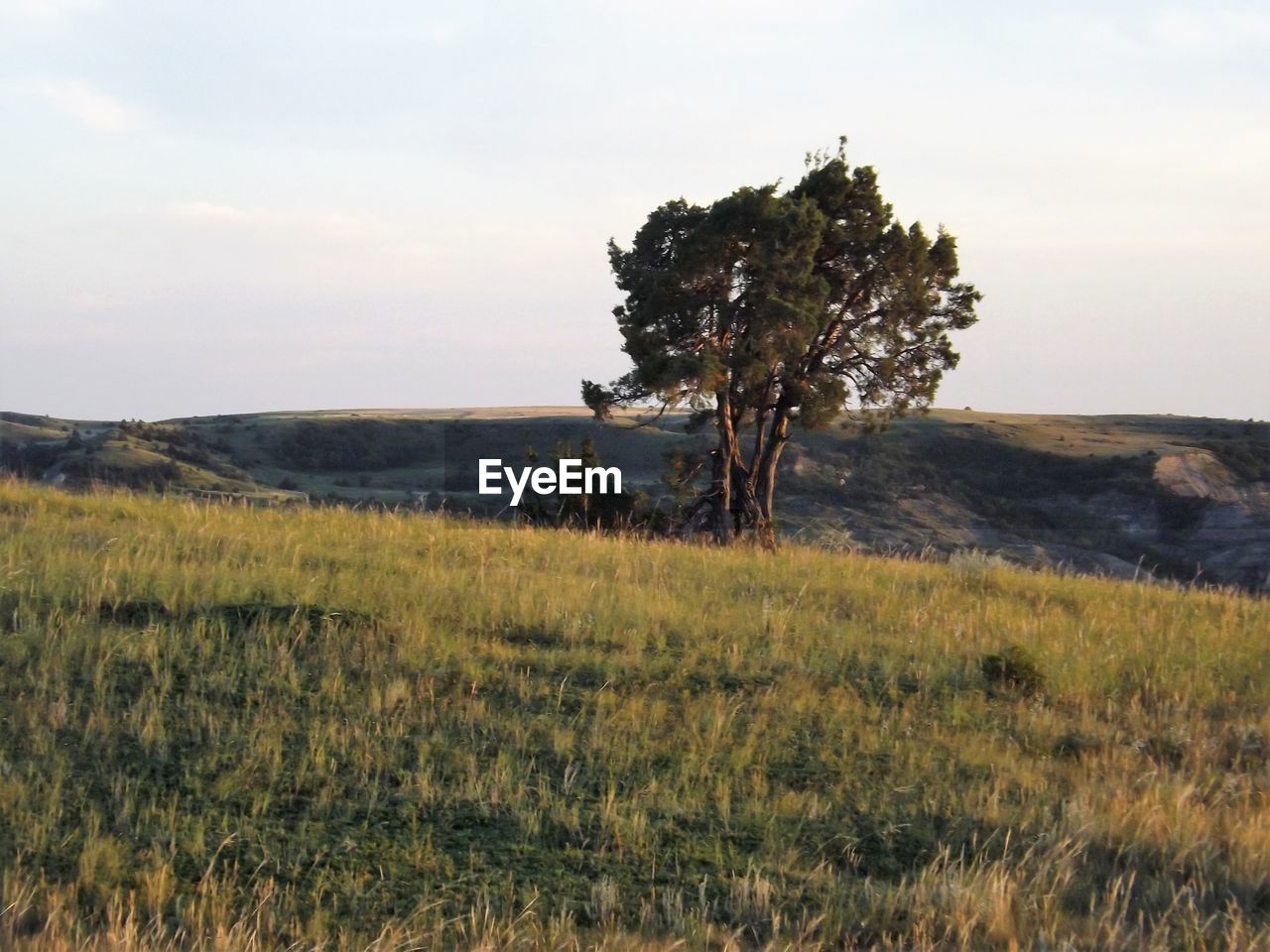 TREES ON FIELD