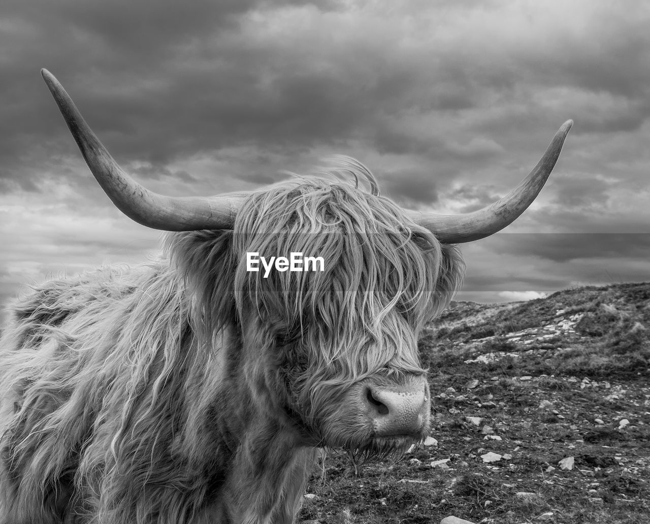 Portrait of highland cow in field