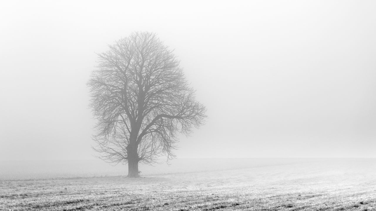 Bare tree on snow covered landscape against clear sky