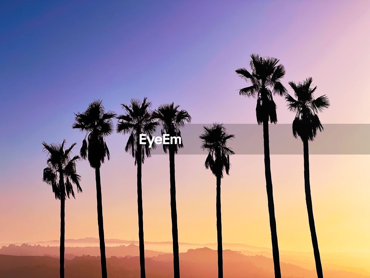 Silhouette of palm trees against vibrant sunset 