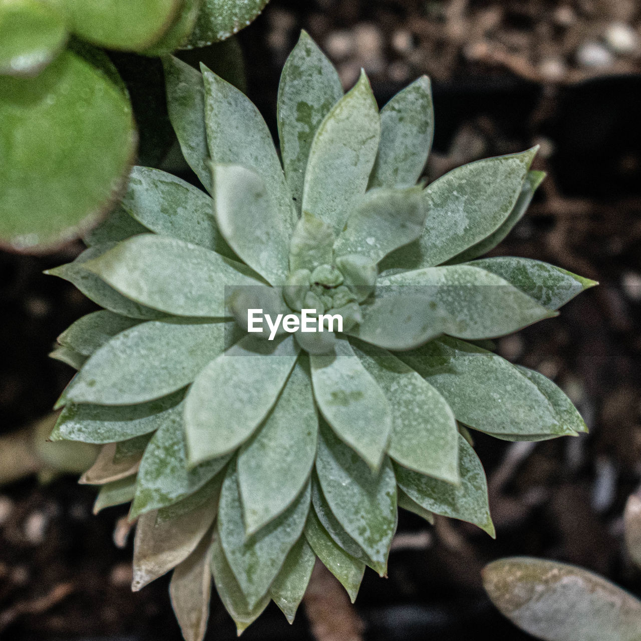 HIGH ANGLE VIEW OF WET PLANT LEAVES ON RAINY DAY