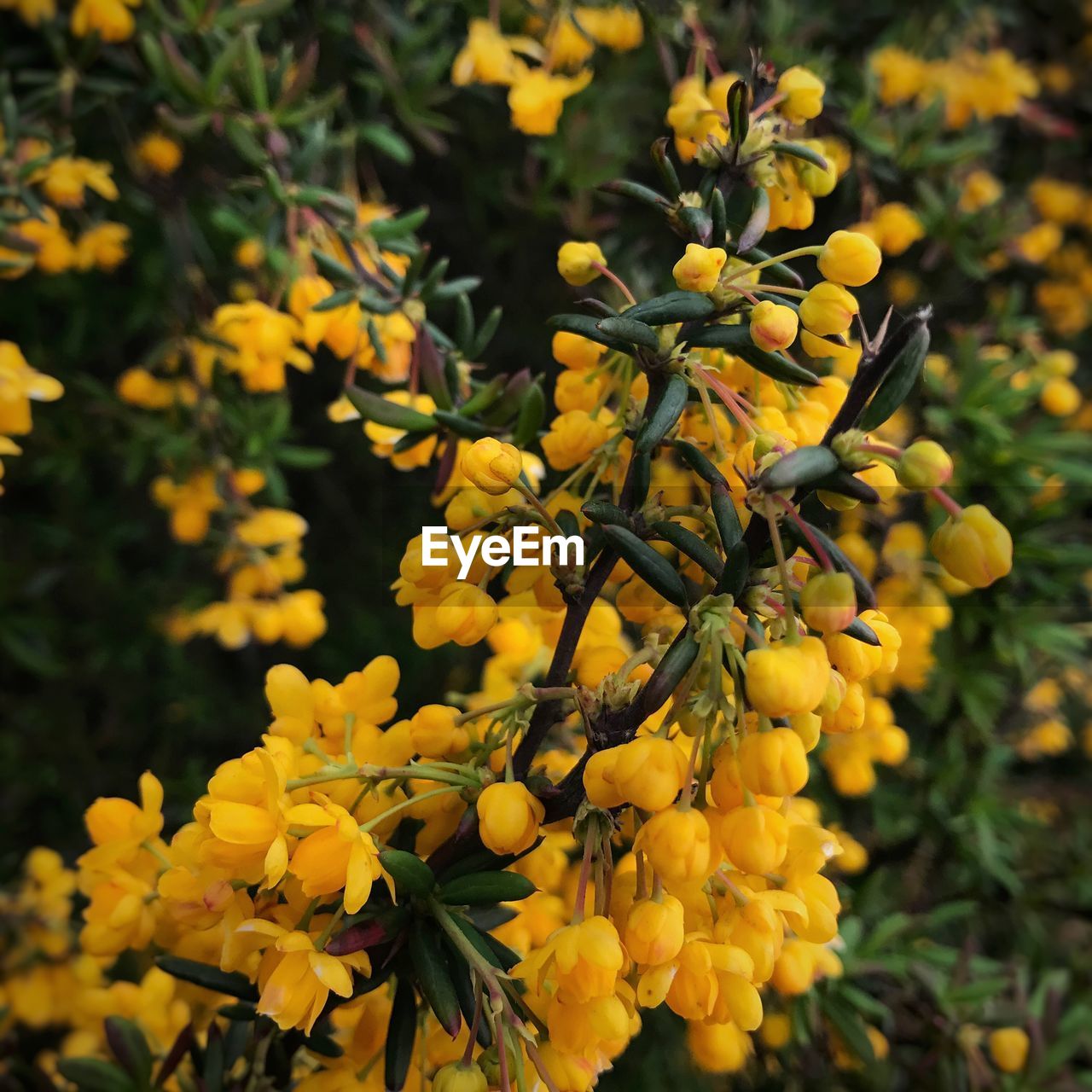 Close-up of yellow flowers blooming outdoors