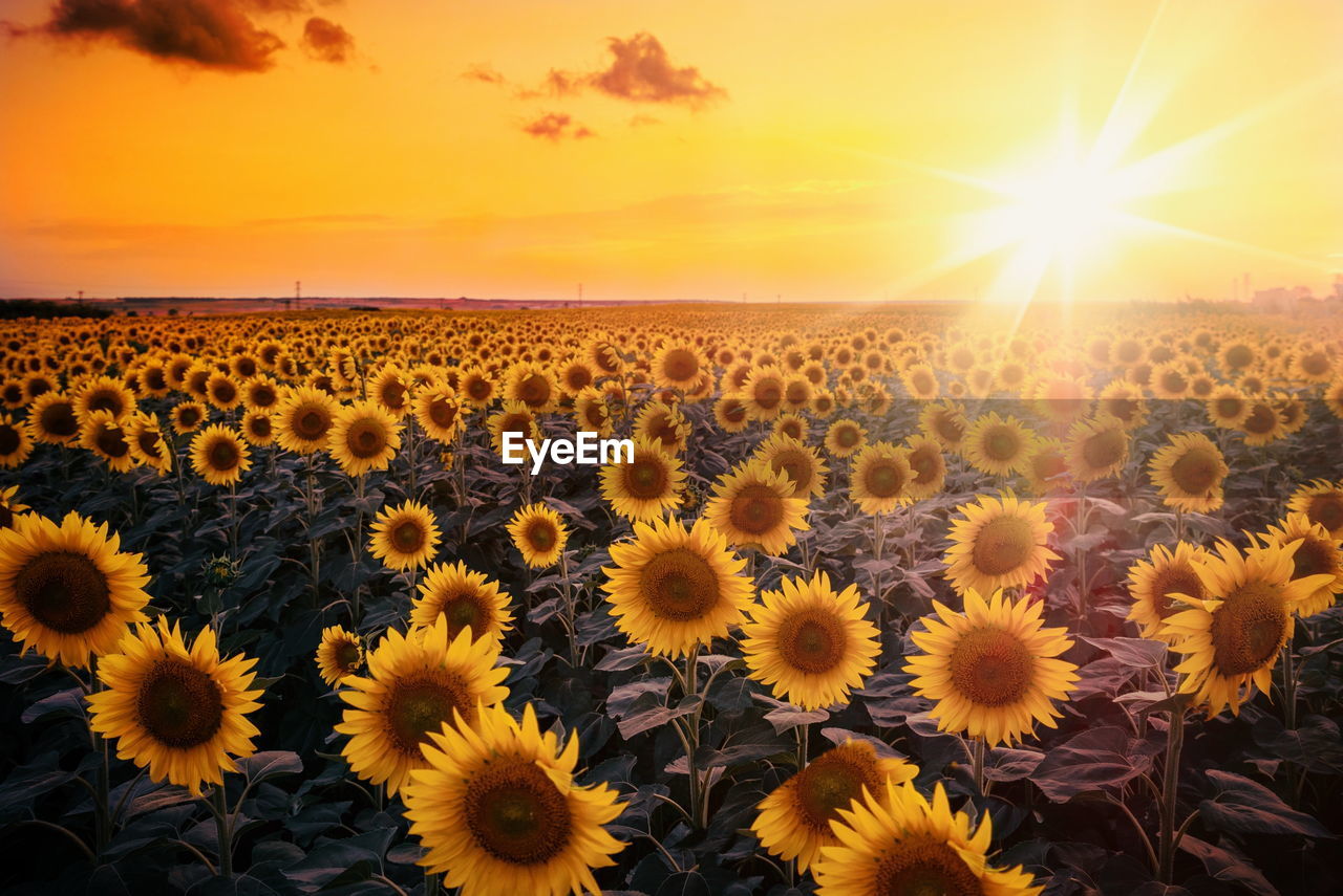 VIEW OF SUNFLOWERS ON FIELD DURING SUNSET