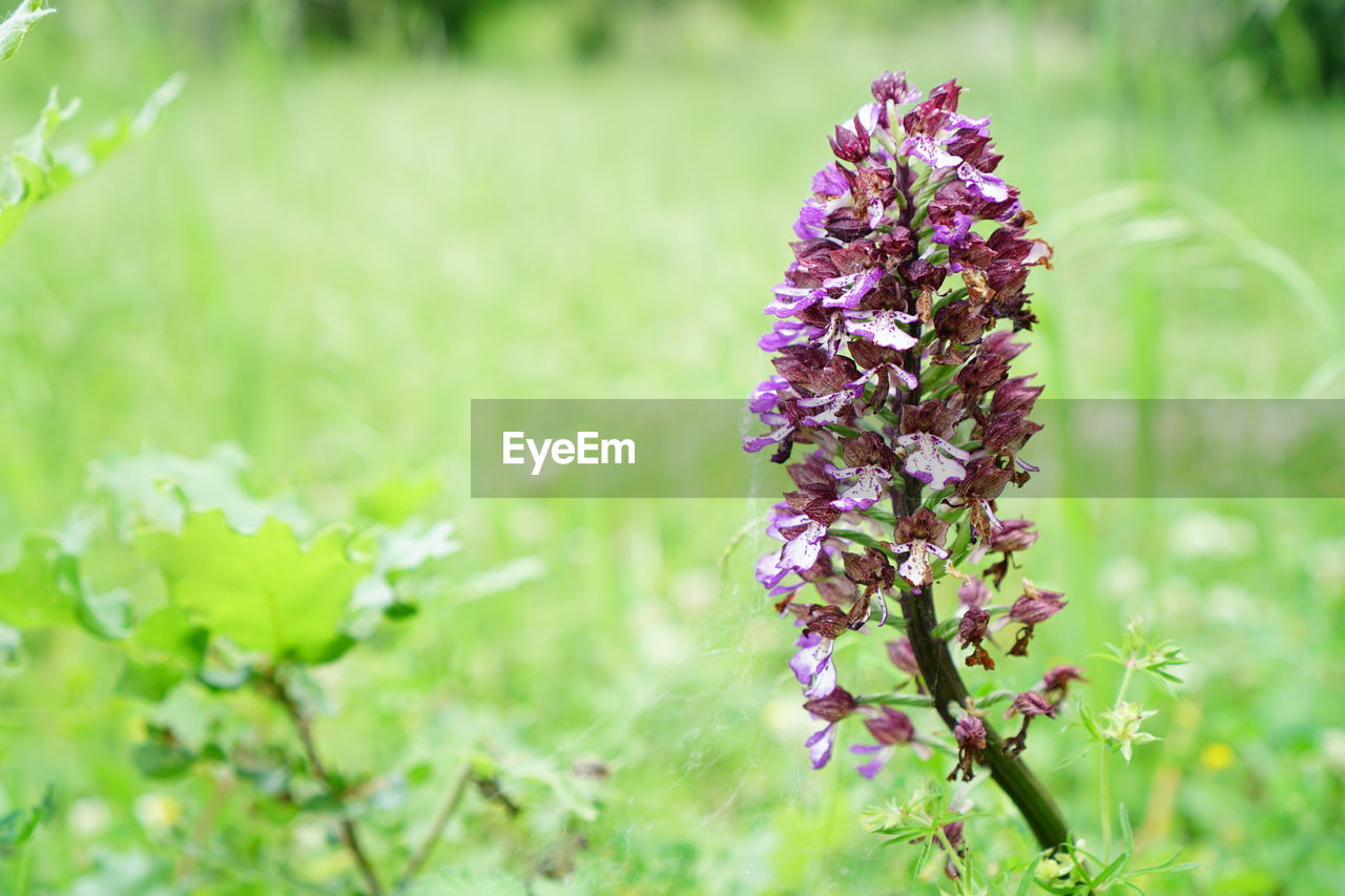 CLOSE-UP OF PURPLE FLOWER BLOOMING IN FIELD