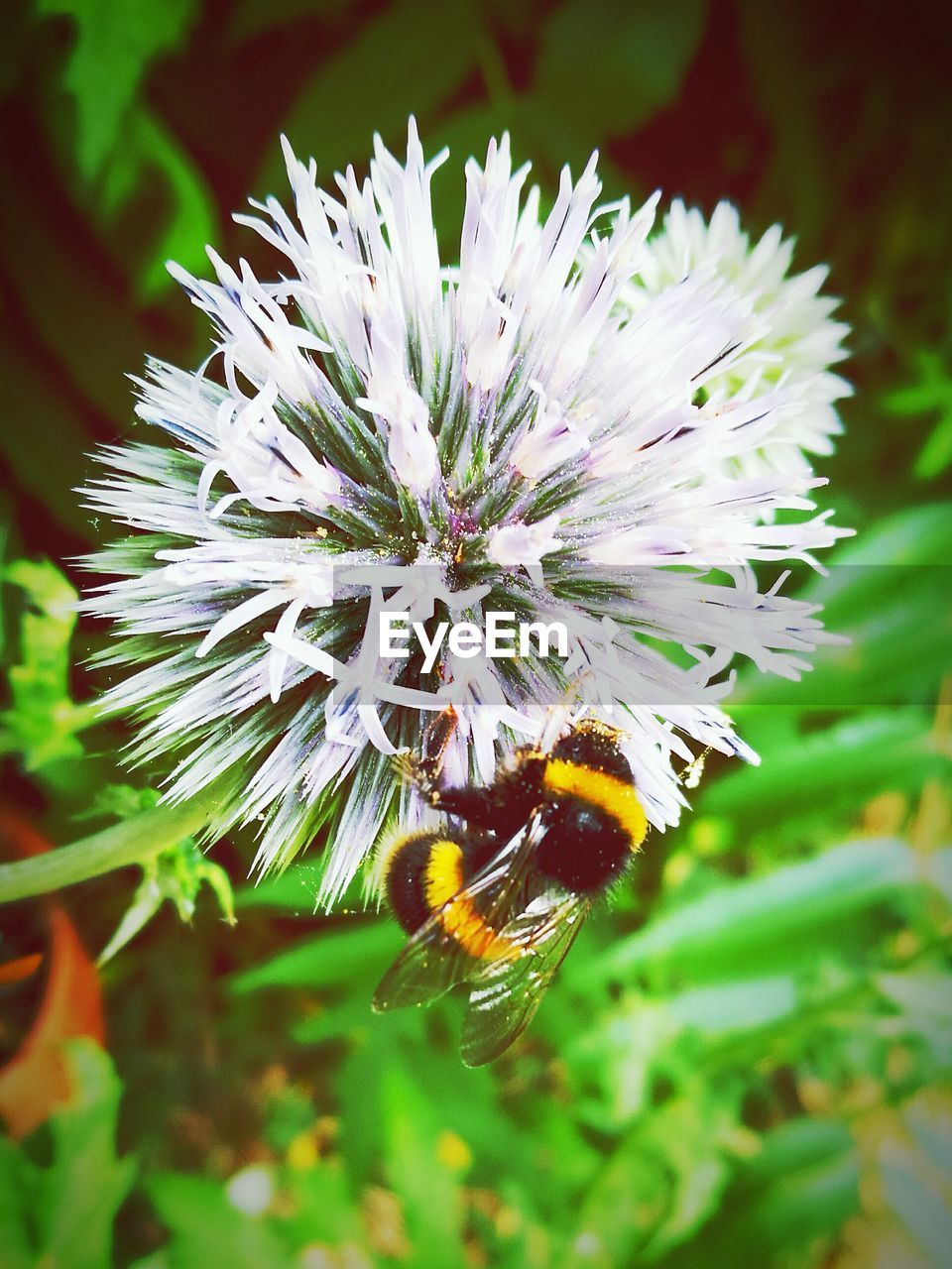 BEE POLLINATING ON FLOWER