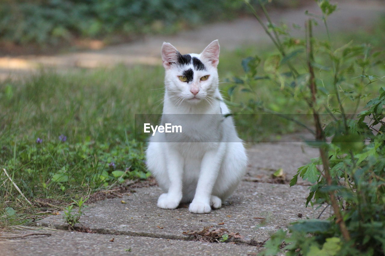 PORTRAIT OF CAT LOOKING AWAY ON GRASS