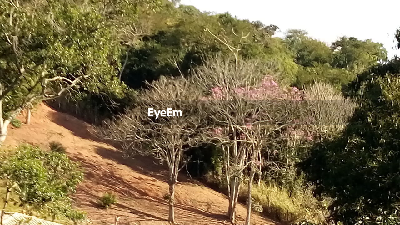 VIEW OF GRASS