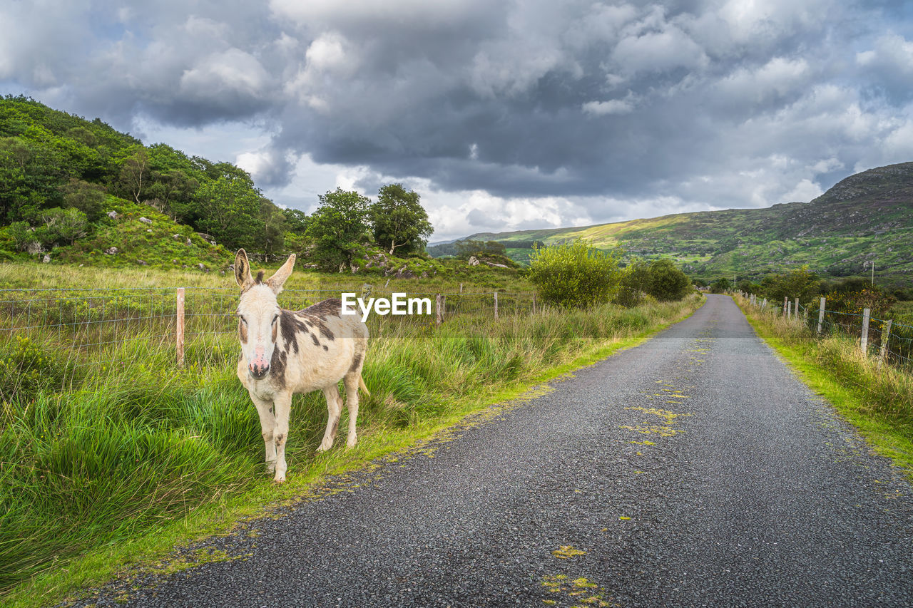 Donkey standing on the side of country road, molls gap, ring of kerry, ireland