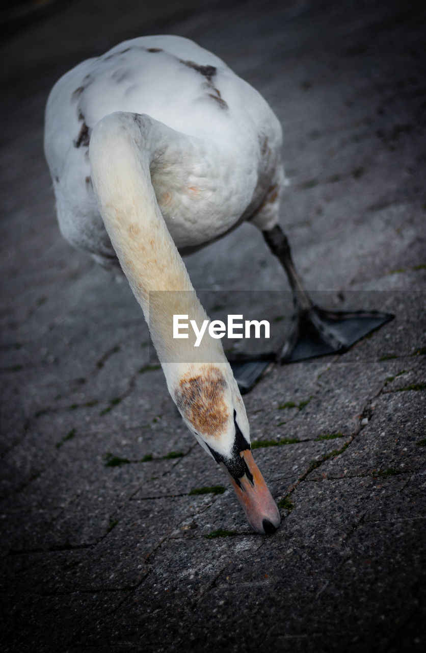 CLOSE-UP OF A BIRD