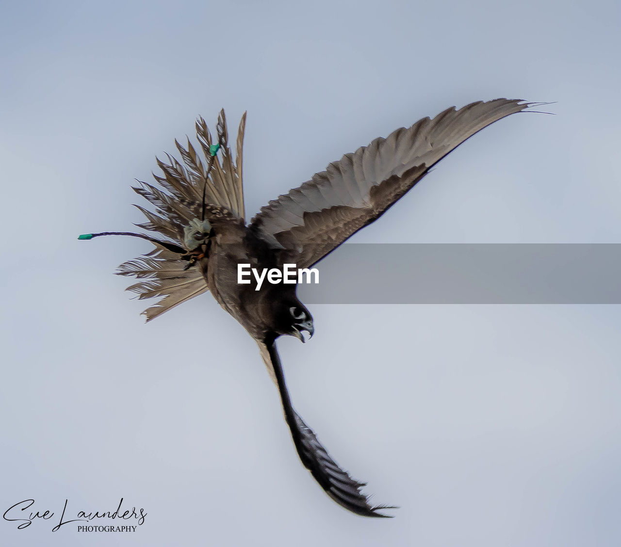 CLOSE-UP OF BIRD FLYING