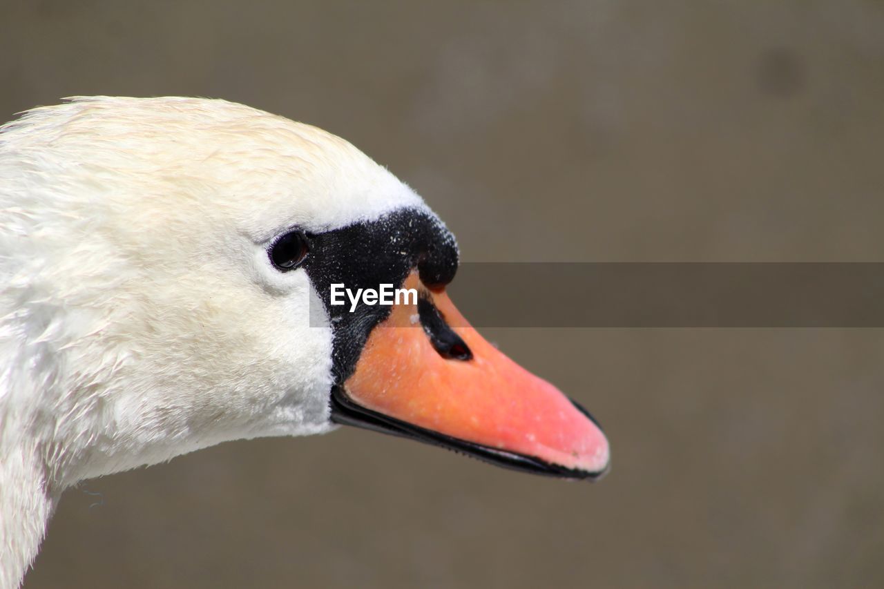 CLOSE-UP OF SWAN IN LAKE