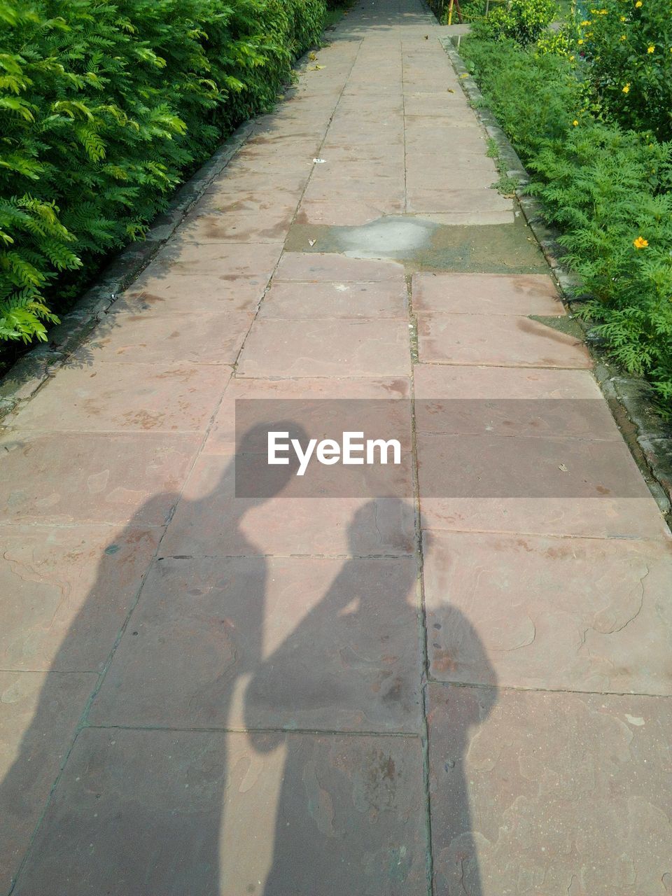 HIGH ANGLE VIEW OF SHADOW OF WALKWAY ON GRASS