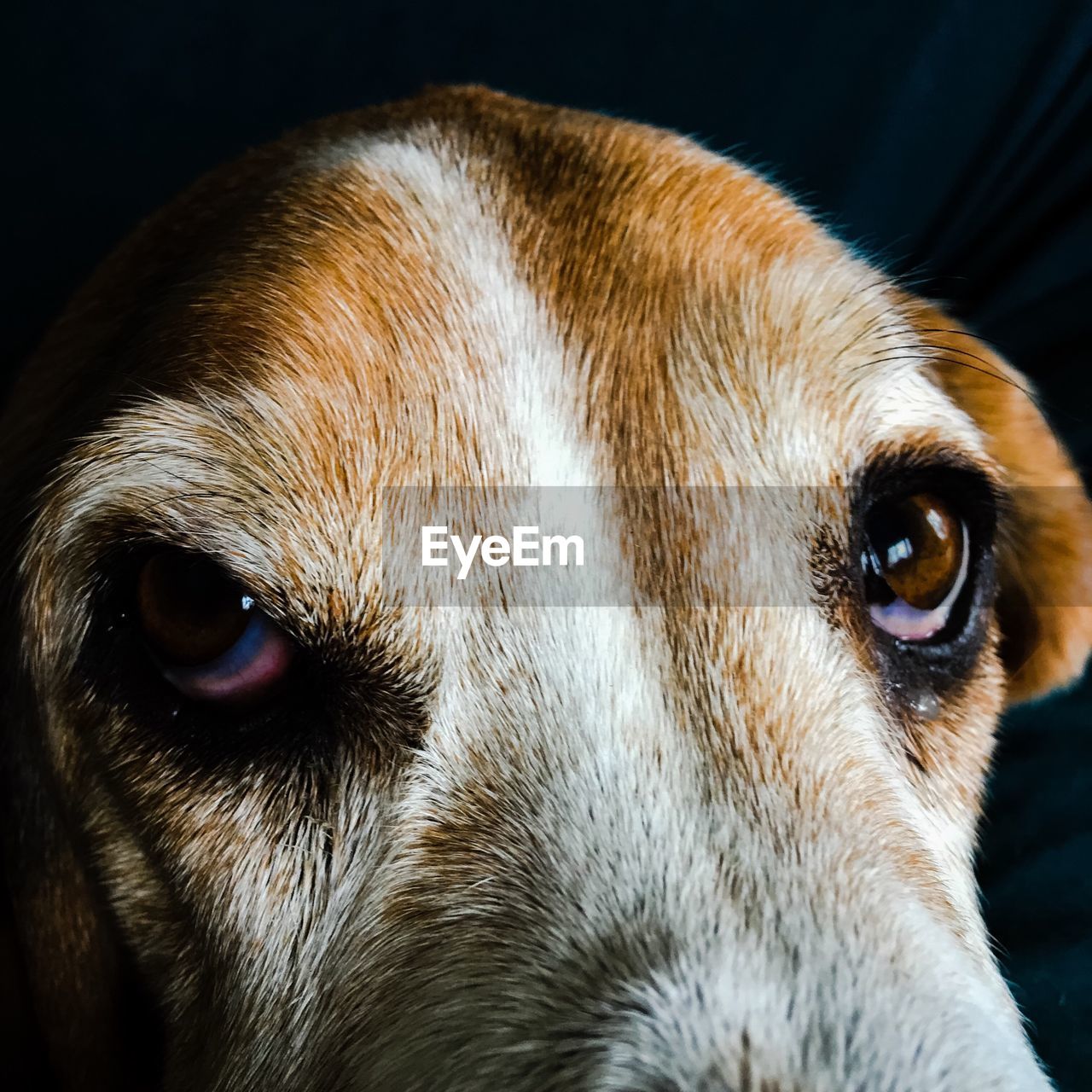 Close-up portrait of dog