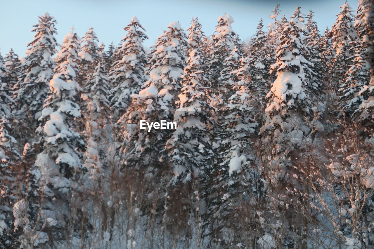 Low angle view of pine trees against sky during winter