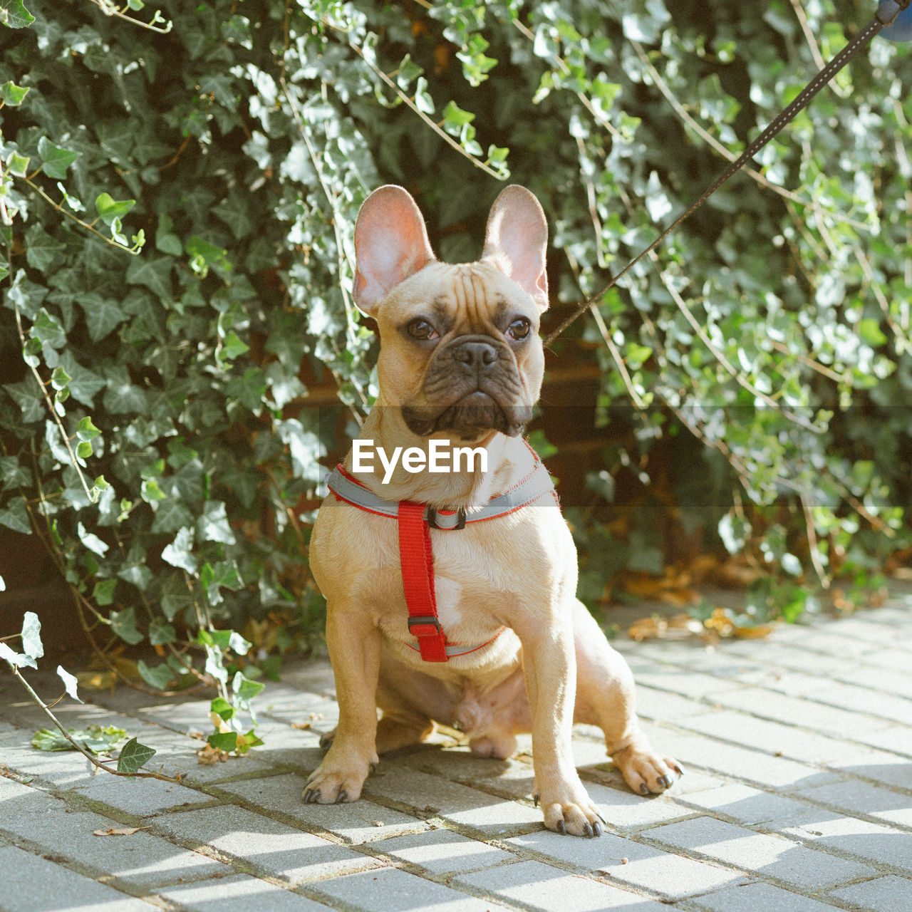 Portrait of a dog sitting on footpath