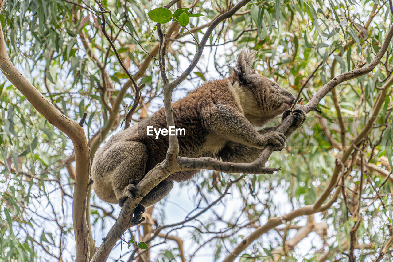 Low angle view of koala sleeping on gum tree