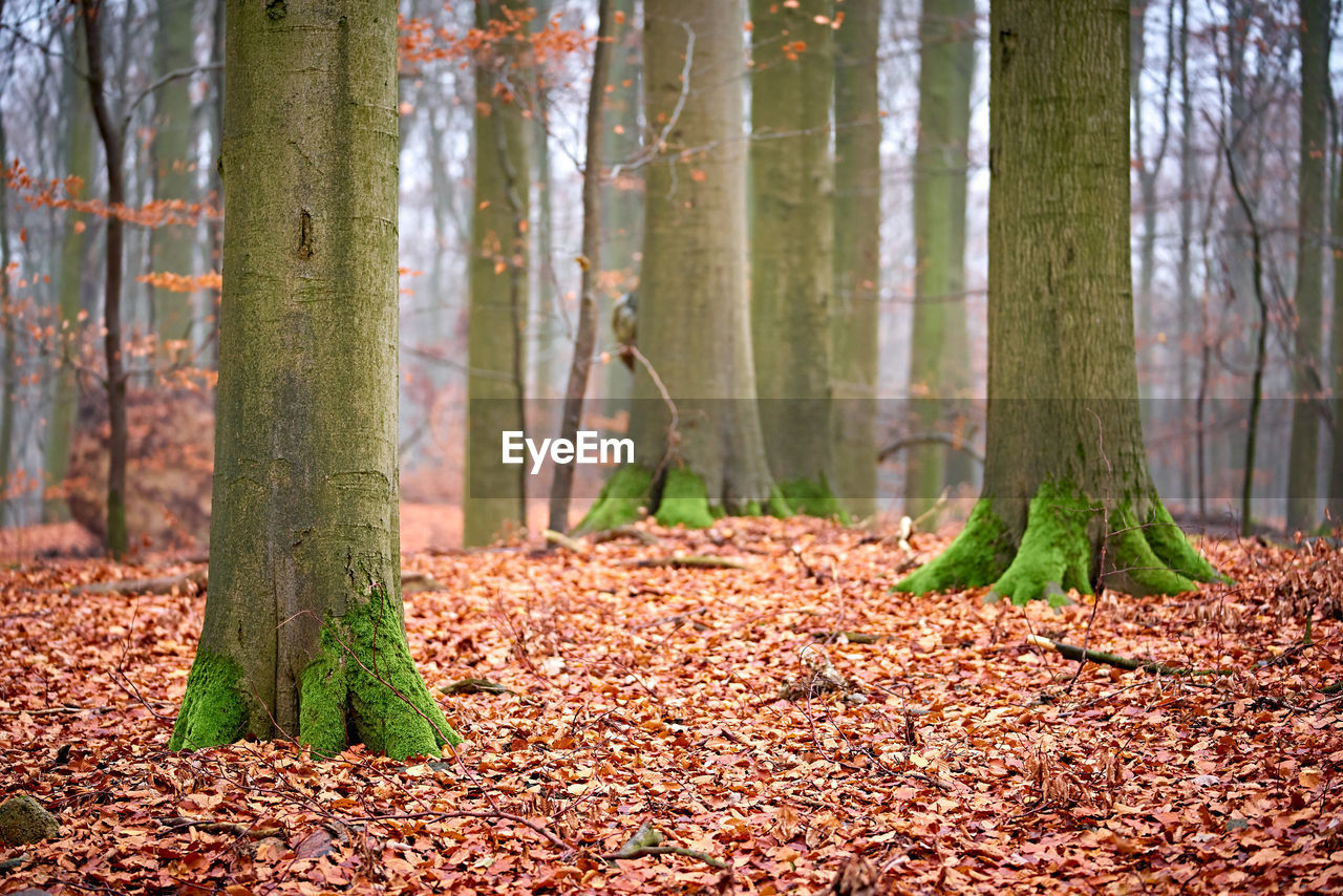 Trees growing in forest during autumn